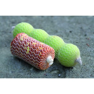 PVA punčocha Starbaits PVA System Stick17mm 6m