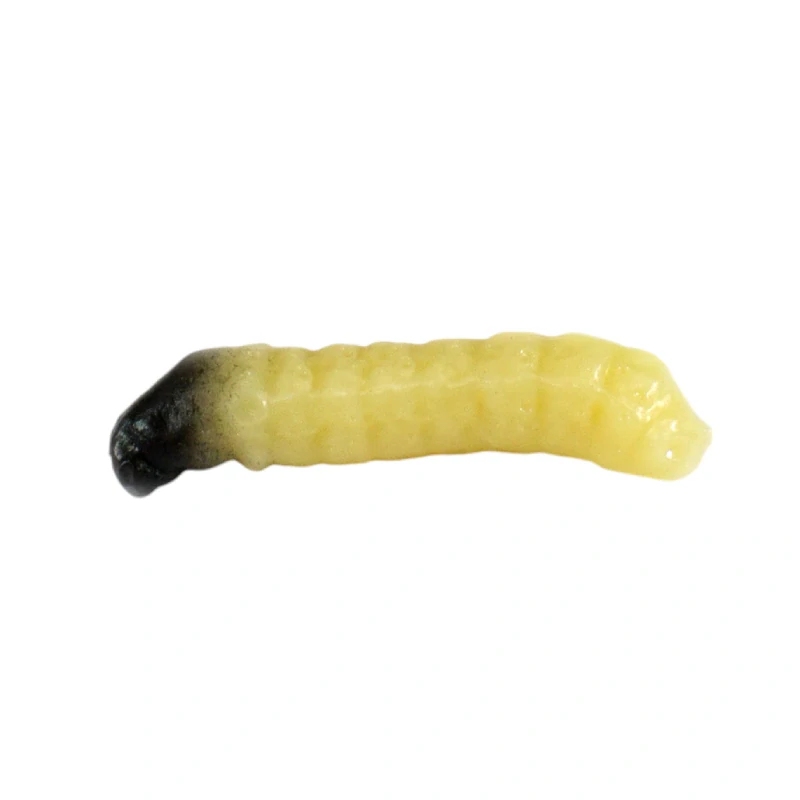 Gumová nástraha Revol Baits Caddis Larva příchuť krevetka 20mm 10ks