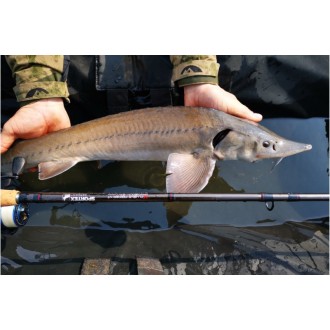 Set.Sportex Xclusive feeder MF 3618+Shimano AEROBBC5000
