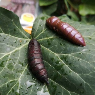 Dipované umělé nástrahy FishUP Pupa 23mm 12ks