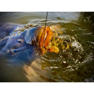 LK Baits CUC! RAISIN Med 50g