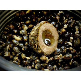 LK Baits Nutrigo Balanc Particle Hemp Kelp 200ml, 20 mm
