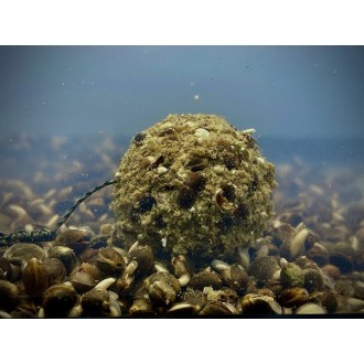 LK Baits Nutrigo Balanc Particle Hemp Kelp 200ml, 20 mm