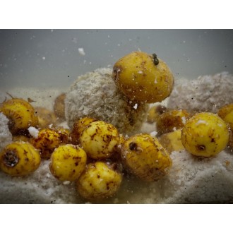 LK Baits Nutrigo Balanc Particle Tiger Nuts 200ml, 20 mm