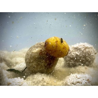 LK Baits Nutrigo Balanc Particle Tiger Nuts 200ml, 20 mm