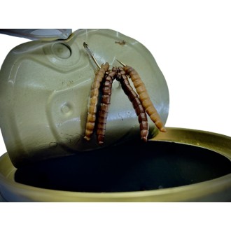 LK Baits Natur Canned Mealworms 35g