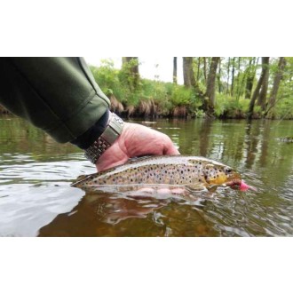 Dipované umělé nástrahy FishUP Tanta 51mm 9ks