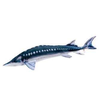 POLŠTÁŘ VE TVARU RYBY - JESETR 36 CM