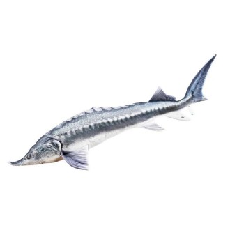 HALAS PÁRNA - BELUGA 140CM