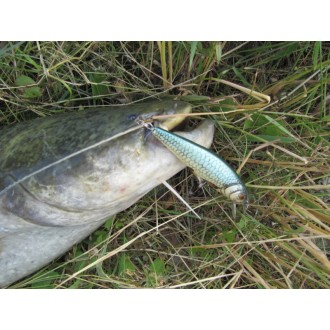 Salmo rybářské woblery PERCH PH8F