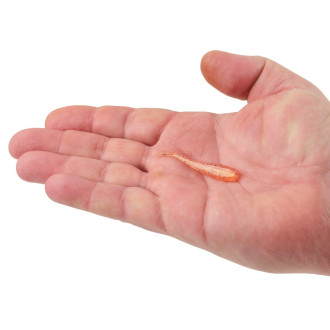 Smáček Berkley Powerbait Original 10cm 10ks