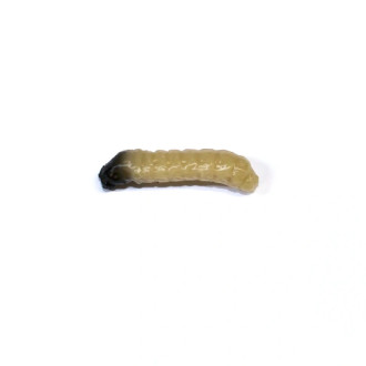 Gumová nástraha Revol Baits Caddis Larva příchuť sýr-česnek 20mm 10ks