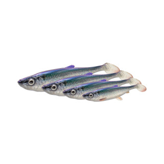 3D Herring Shad V2