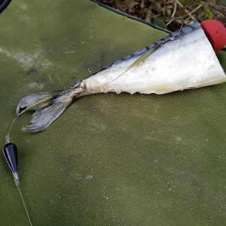 DB Series Deadbait Pop Up Kit