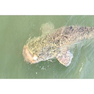 Black Cat Cat Ball