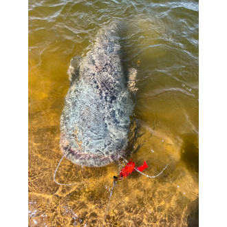 70g Cat Chatter bait fish sinking
