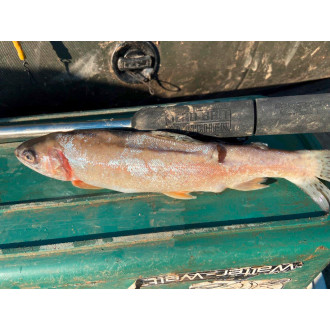 Dead Bait Puncher L: 40cm