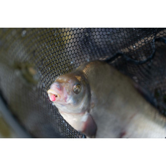 Floater Disgorger Baiting Needle