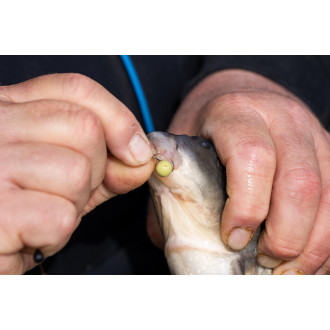 Spikeum Wafter Meaty Mussel