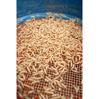 Maggot Glue 300g