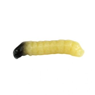 Gumová nástraha Revol Baits Caddis Larva příchuť sýr-česnek 20mm 10ks