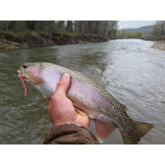 Červ Berkley Gulp Fat Floating Trout Worm 8cm